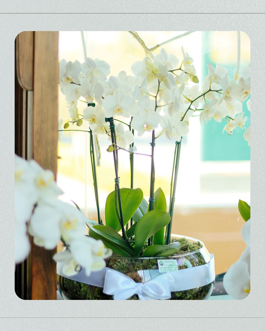 Flores e plantas