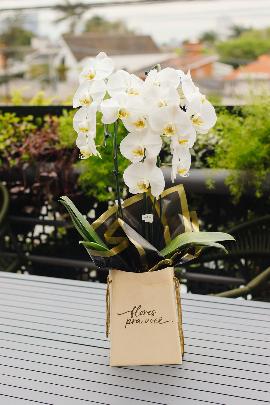 Flores e plantas