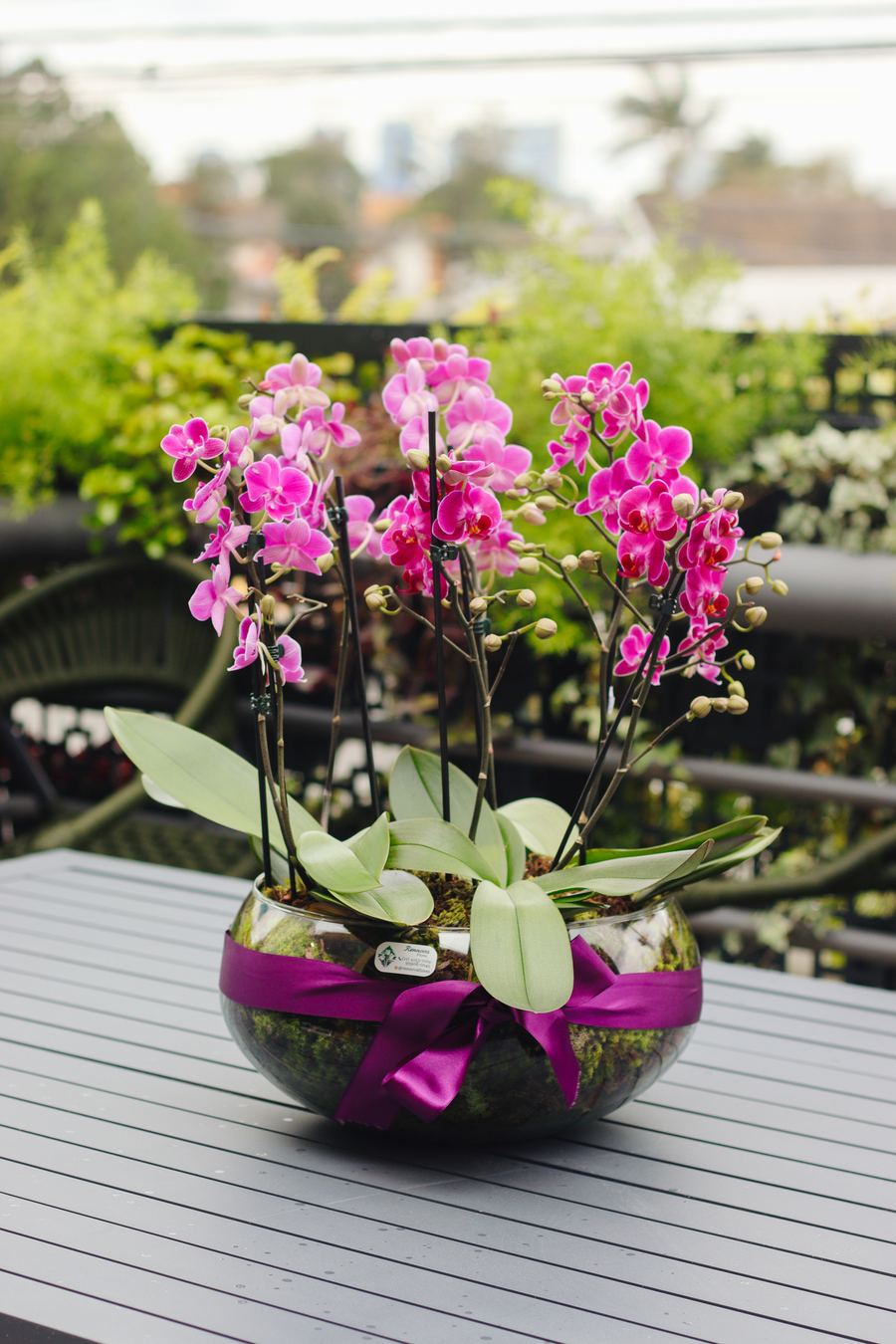 Flores e plantas